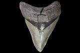Serrated, Megalodon Tooth - Pathological Blade #76186-1